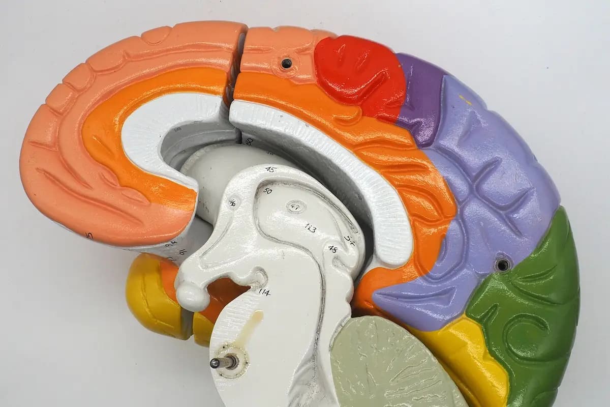 Maquette anatomique colorée d'une coupe sagittale du cerveau